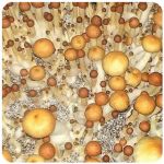Псилоцибиновые (галлюциногенные)  грибы Psilocybin "Golden Teacher" в Белово