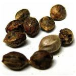 Семена марихуаны АК-47  (Seeds AK-47) в Белово